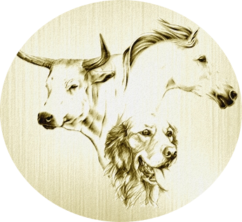 Chloé Gaborieau  Etiopathie Animale